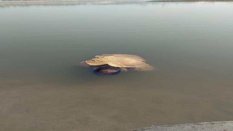 কুষ্টিয়ায় নদীতে মিলল অজ্ঞাত যুবকের মরদেহ উদ্ধার